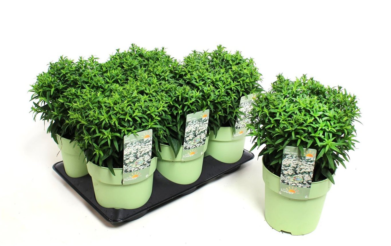 Aster Alpha White (After Summer) - C1,5